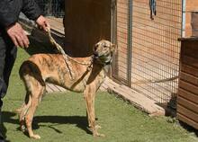 TIRSO, Hund, Galgo Español in Spanien - Bild 8