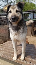 REX, Hund, Mischlingshund in Rumänien - Bild 5