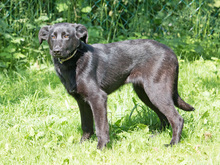 ASTORIA, Hund, Mischlingshund in Heidelberg - Bild 4