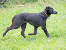 ASTORIA, Hund, Mischlingshund in Heidelberg - Bild 6