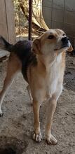 NED, Hund, Mischlingshund in Rumänien - Bild 10
