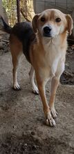 NED, Hund, Mischlingshund in Rumänien - Bild 11
