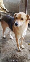 NED, Hund, Mischlingshund in Rumänien - Bild 12
