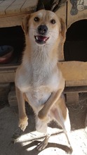 NED, Hund, Mischlingshund in Rumänien - Bild 2