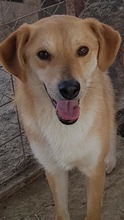 NED, Hund, Mischlingshund in Rumänien - Bild 3