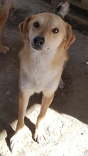 NED, Hund, Mischlingshund in Rumänien - Bild 5