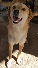 NED, Hund, Mischlingshund in Rumänien - Bild 6