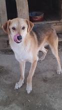 NED, Hund, Mischlingshund in Rumänien - Bild 7