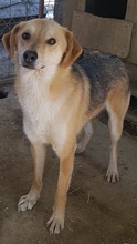 NED, Hund, Mischlingshund in Rumänien - Bild 8