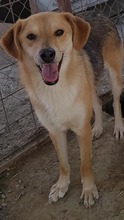 NED, Hund, Mischlingshund in Rumänien - Bild 9