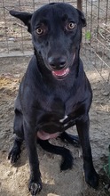 DORIS, Hund, Mischlingshund in Rumänien - Bild 1