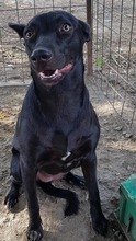 DORIS, Hund, Mischlingshund in Rumänien - Bild 3