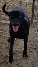 DORIS, Hund, Mischlingshund in Rumänien - Bild 5