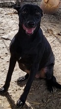 DORIS, Hund, Mischlingshund in Rumänien - Bild 7