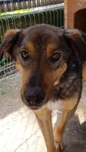 MOGLY, Hund, Mischlingshund in Rumänien - Bild 10