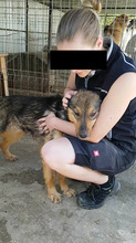 MOGLY, Hund, Mischlingshund in Rumänien - Bild 3