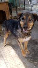 MOGLY, Hund, Mischlingshund in Rumänien - Bild 4