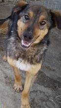 MOGLY, Hund, Mischlingshund in Rumänien - Bild 5