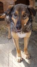 MOGLY, Hund, Mischlingshund in Rumänien - Bild 6