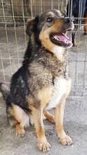 MOGLY, Hund, Mischlingshund in Rumänien - Bild 9