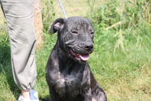 JOZSIKA, Hund, Mischlingshund in Ungarn - Bild 1