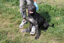 JOZSIKA, Hund, Mischlingshund in Ungarn - Bild 2
