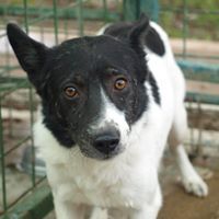CAPTAIN, Hund, Mischlingshund in Rumänien - Bild 1