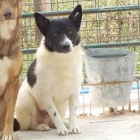 CAPTAIN, Hund, Mischlingshund in Rumänien - Bild 10