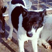 CAPTAIN, Hund, Mischlingshund in Rumänien - Bild 11