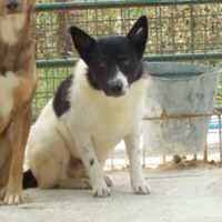 CAPTAIN, Hund, Mischlingshund in Rumänien - Bild 12
