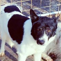 CAPTAIN, Hund, Mischlingshund in Rumänien - Bild 13