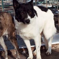 CAPTAIN, Hund, Mischlingshund in Rumänien - Bild 14