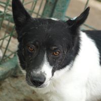 CAPTAIN, Hund, Mischlingshund in Rumänien - Bild 2