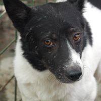 CAPTAIN, Hund, Mischlingshund in Rumänien - Bild 3