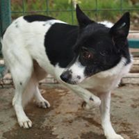 CAPTAIN, Hund, Mischlingshund in Rumänien - Bild 4
