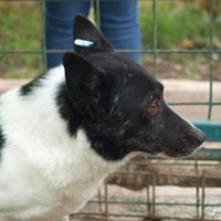 CAPTAIN, Hund, Mischlingshund in Rumänien - Bild 7