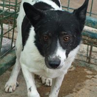 CAPTAIN, Hund, Mischlingshund in Rumänien - Bild 8