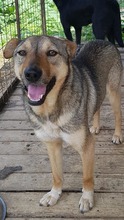 SIMON, Hund, Mischlingshund in Rumänien - Bild 2