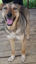 SIMON, Hund, Mischlingshund in Rumänien - Bild 4