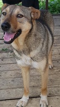 SIMON, Hund, Mischlingshund in Rumänien - Bild 5