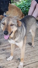 SIMON, Hund, Mischlingshund in Rumänien - Bild 6