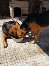 FLOKI, Hund, Deutscher Schäferhund-Mix in Kroatien - Bild 16