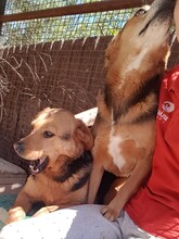 FLOKI, Hund, Mischlingshund in Kroatien - Bild 10
