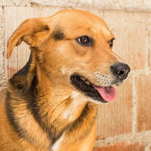 FLOKI, Hund, Mischlingshund in Kroatien - Bild 12