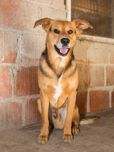 FLOKI, Hund, Mischlingshund in Kroatien - Bild 13