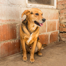 FLOKI, Hund, Mischlingshund in Kroatien - Bild 14