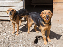 FLOKI, Hund, Mischlingshund in Kroatien - Bild 17