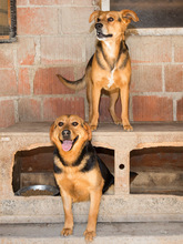 FLOKI, Hund, Mischlingshund in Kroatien - Bild 18