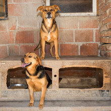 FLOKI, Hund, Mischlingshund in Kroatien - Bild 20
