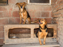 FLOKI, Hund, Mischlingshund in Kroatien - Bild 21